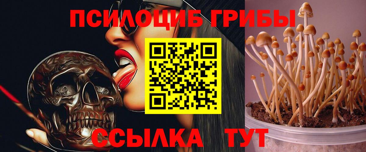 Псилоцибиновые грибы мицелий Прохладный
